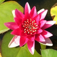 Hardy Waterlily Attraction