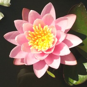Hardy Waterlily Pink Beauty