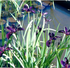 Iris Black Gamecock