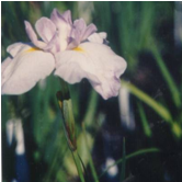 Iris Kaempferi Fancy Hybrid