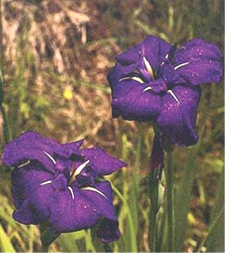 Iris Queen of Violets