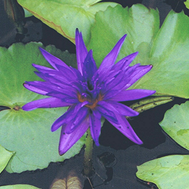 Tropical Waterlily Midnight