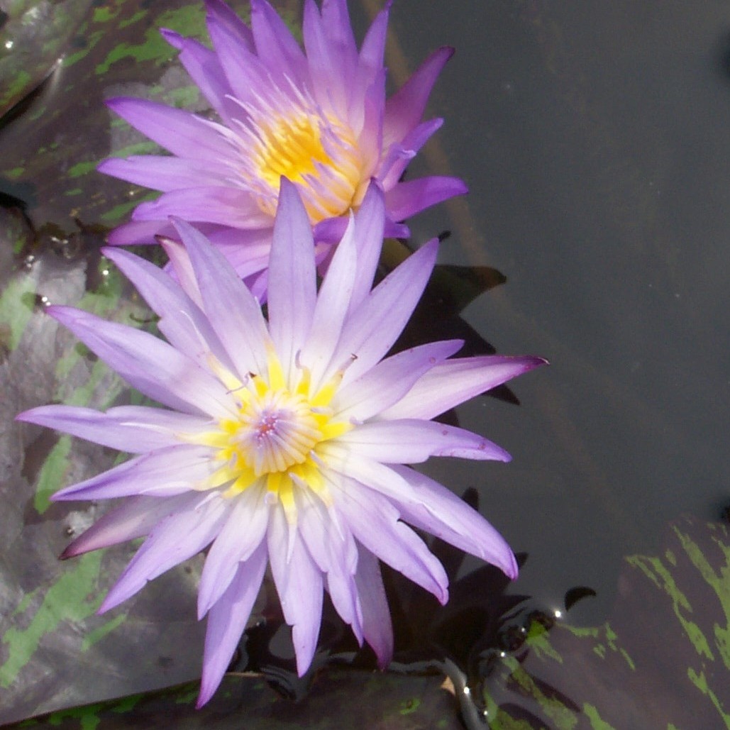 Tropical Waterlily Star of Siam